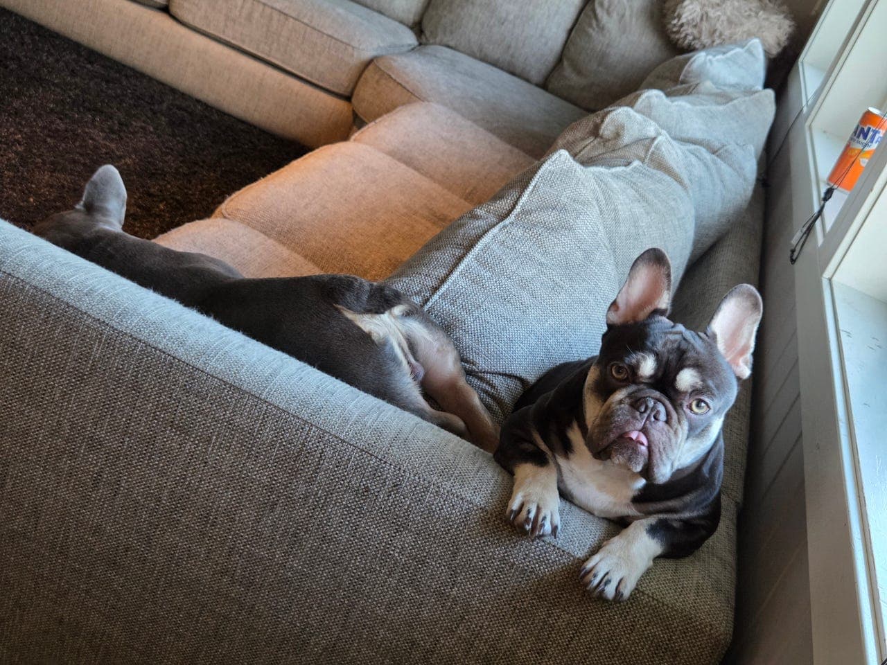 Fransk bulldog jente 17mnd sterilisert