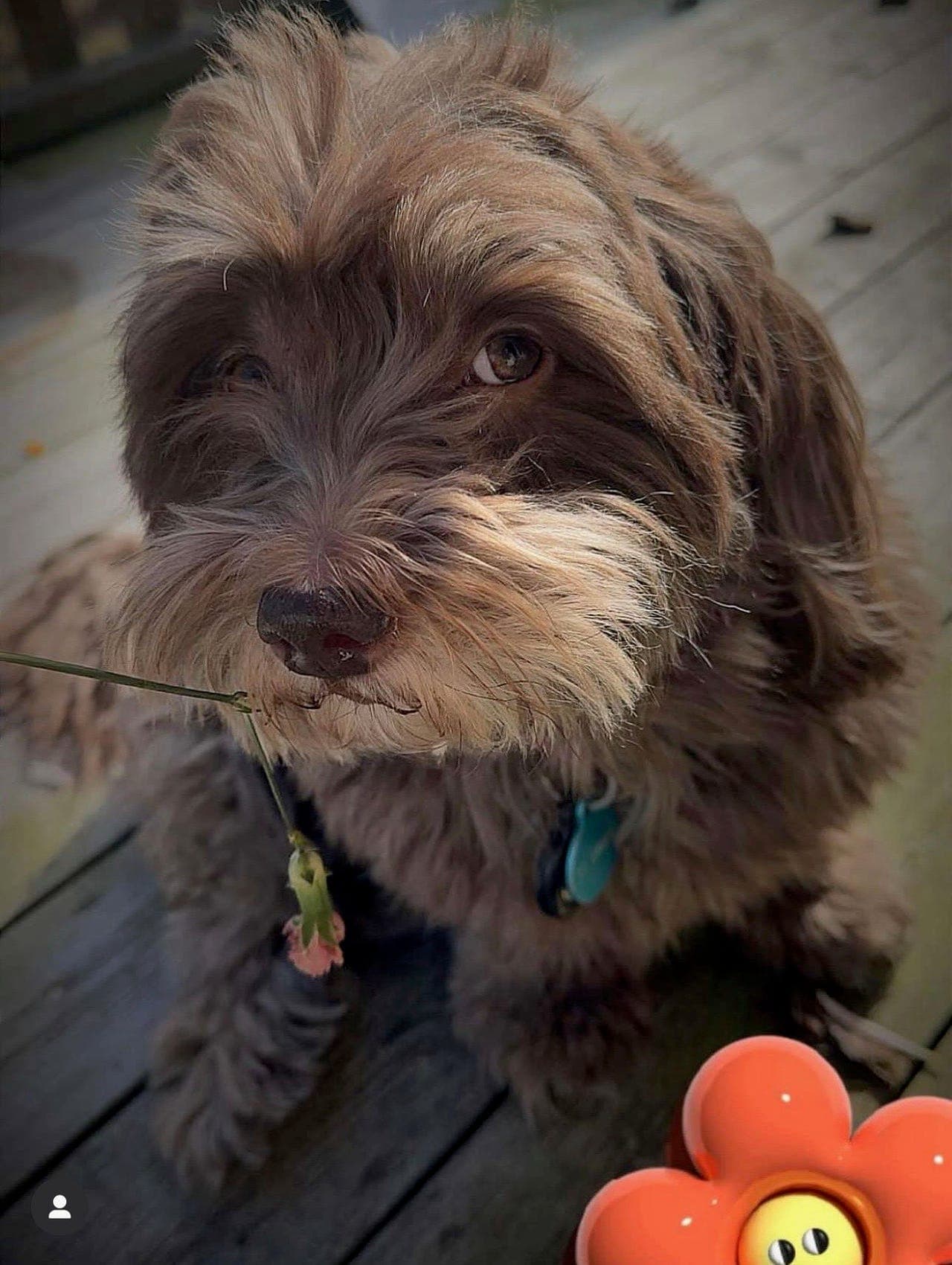 Renraset Bichon Havanais valper 4 tisper og 2 hanner- klare for reservasjon.