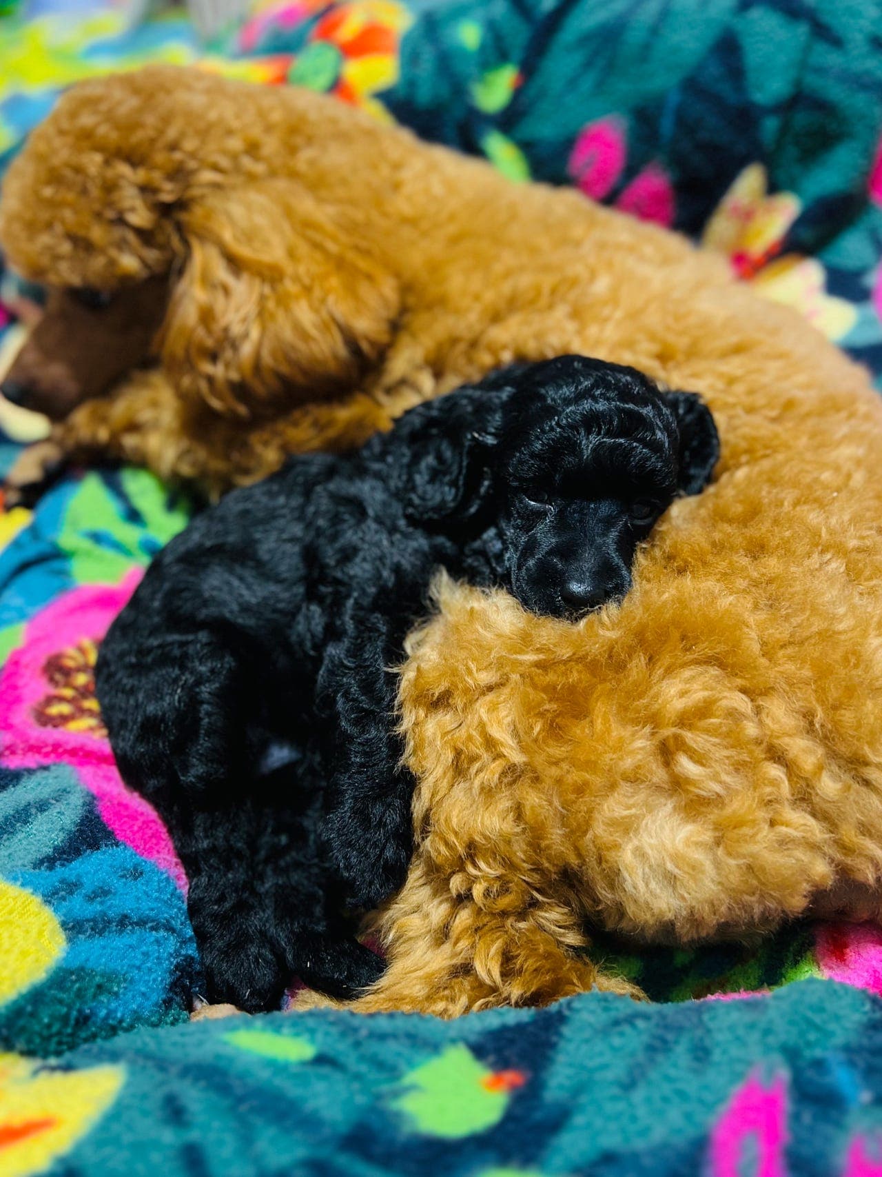 Toy/Dverg puddel (brun er reservert)