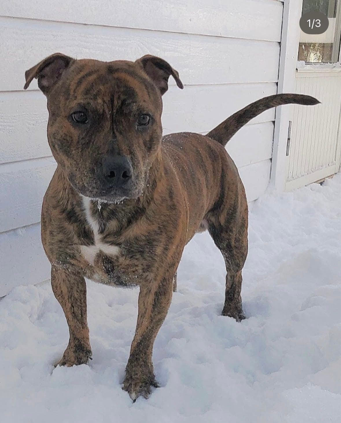 Staffordshire Bull Terrier hannhund