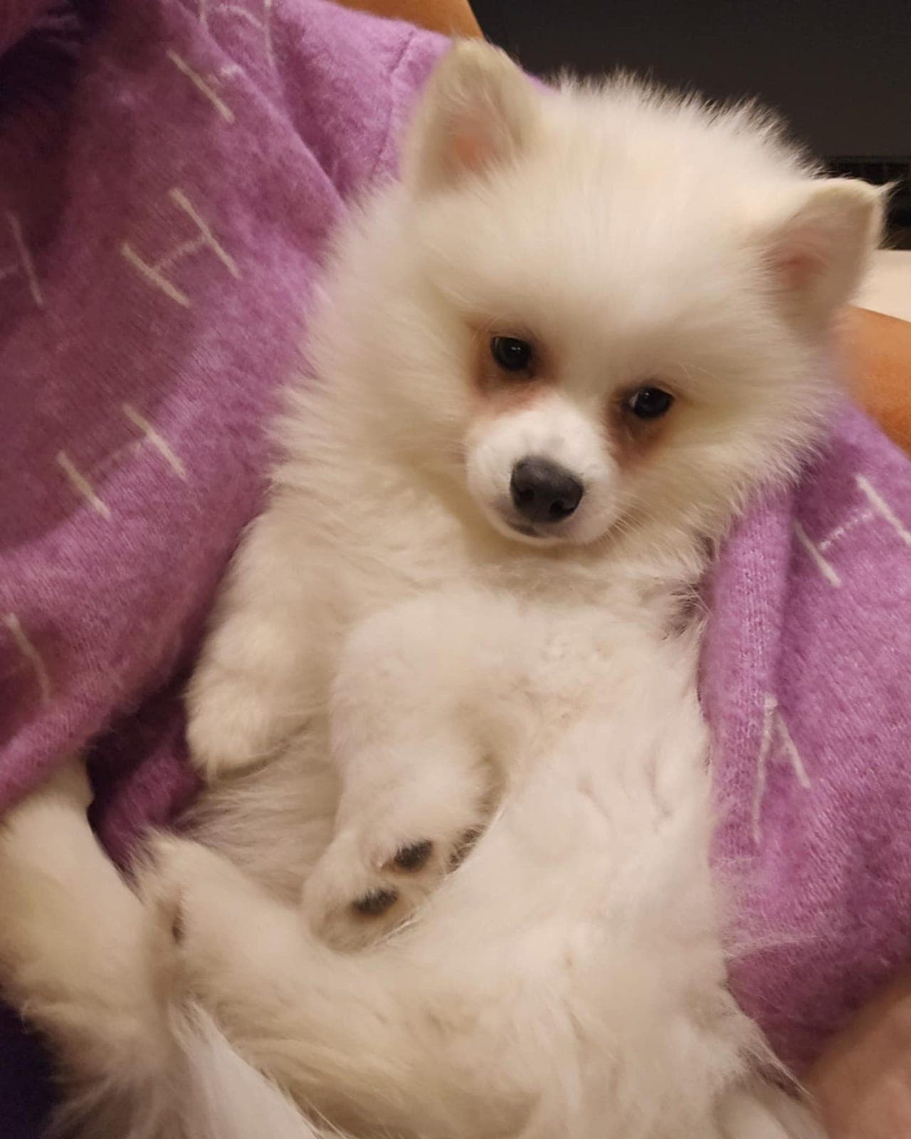 Nydelige leveringsklare valper