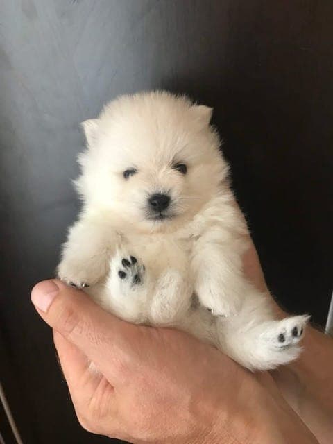 Japansk spisshund valp til salg (Haster pga ferie)