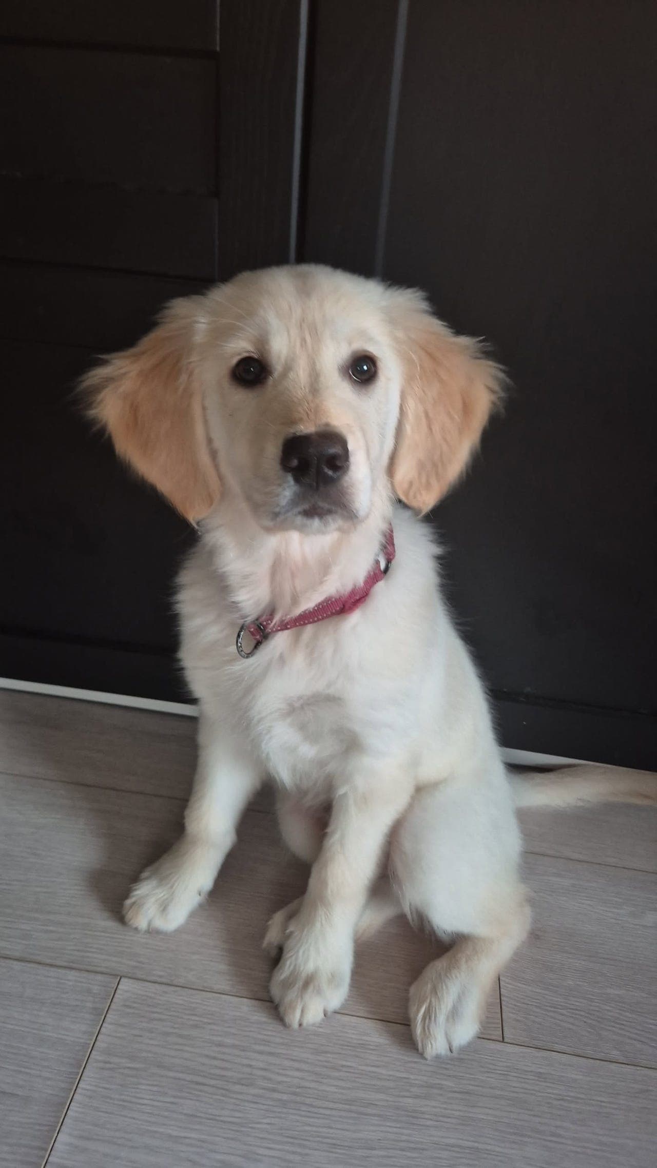 Vår kjære Golden tispe gis bort!