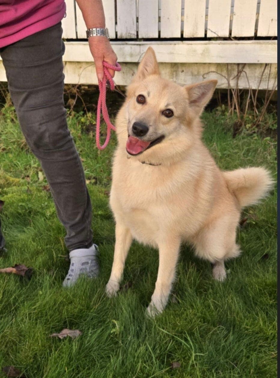 Norsk Buhund tispe vurderes solgt.