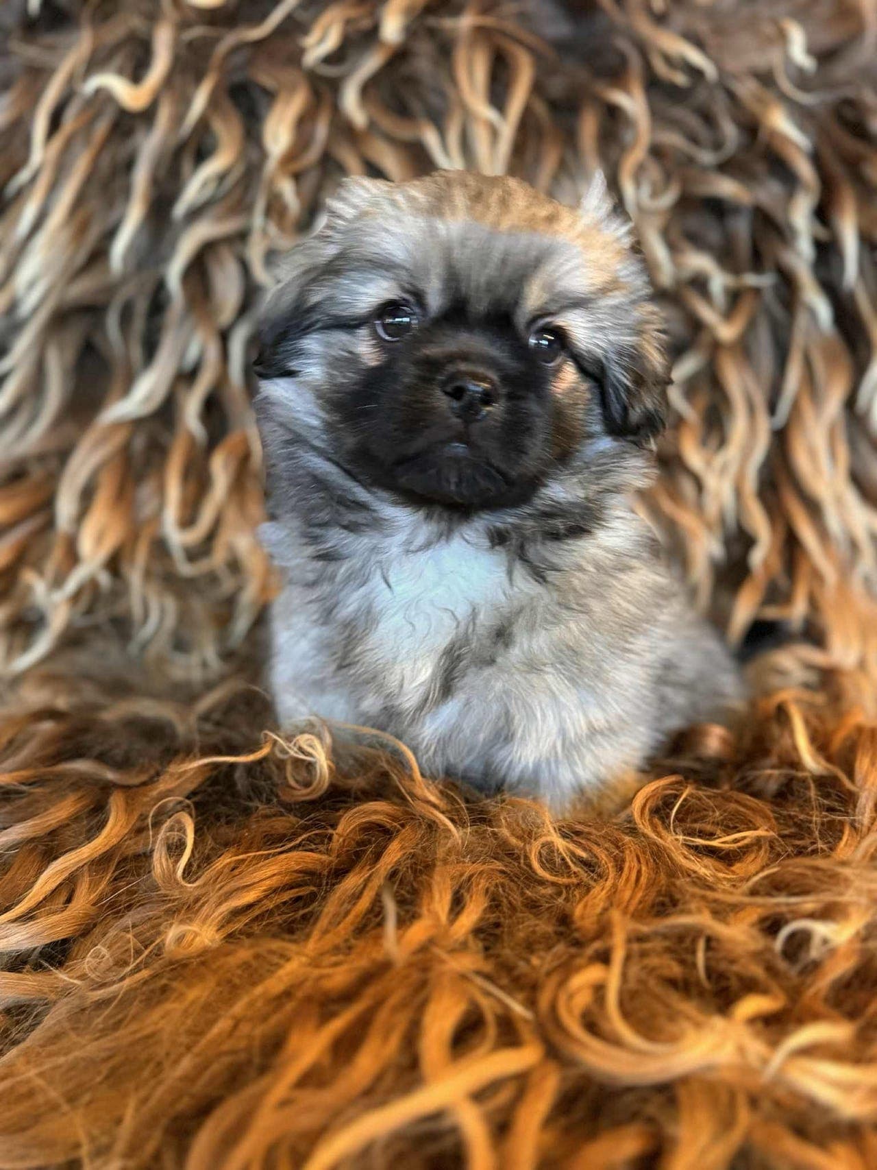 Nkk reg Tibetansk spanielvalp