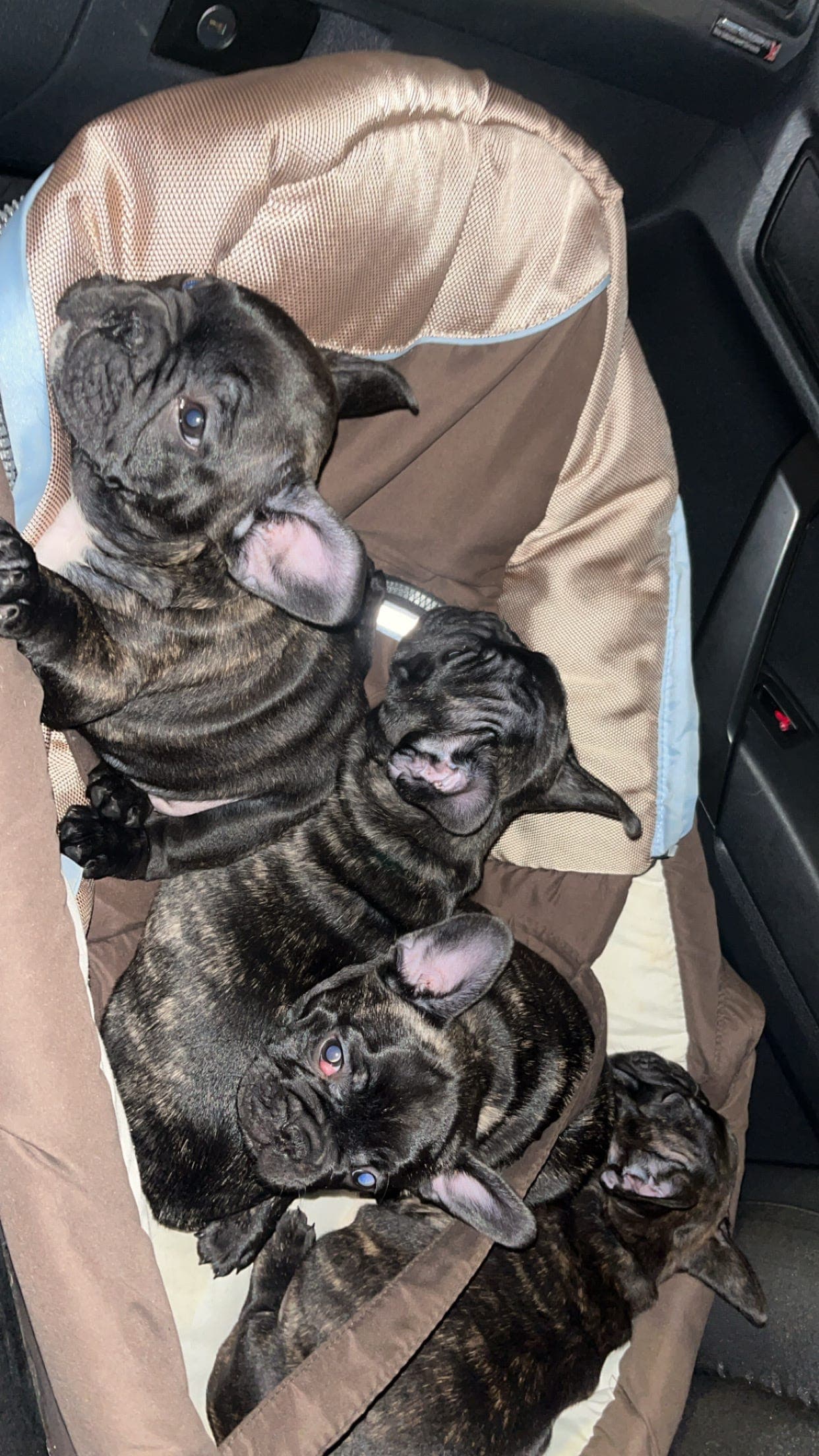 En herlig gjeng med franskmenn er til salgs😊