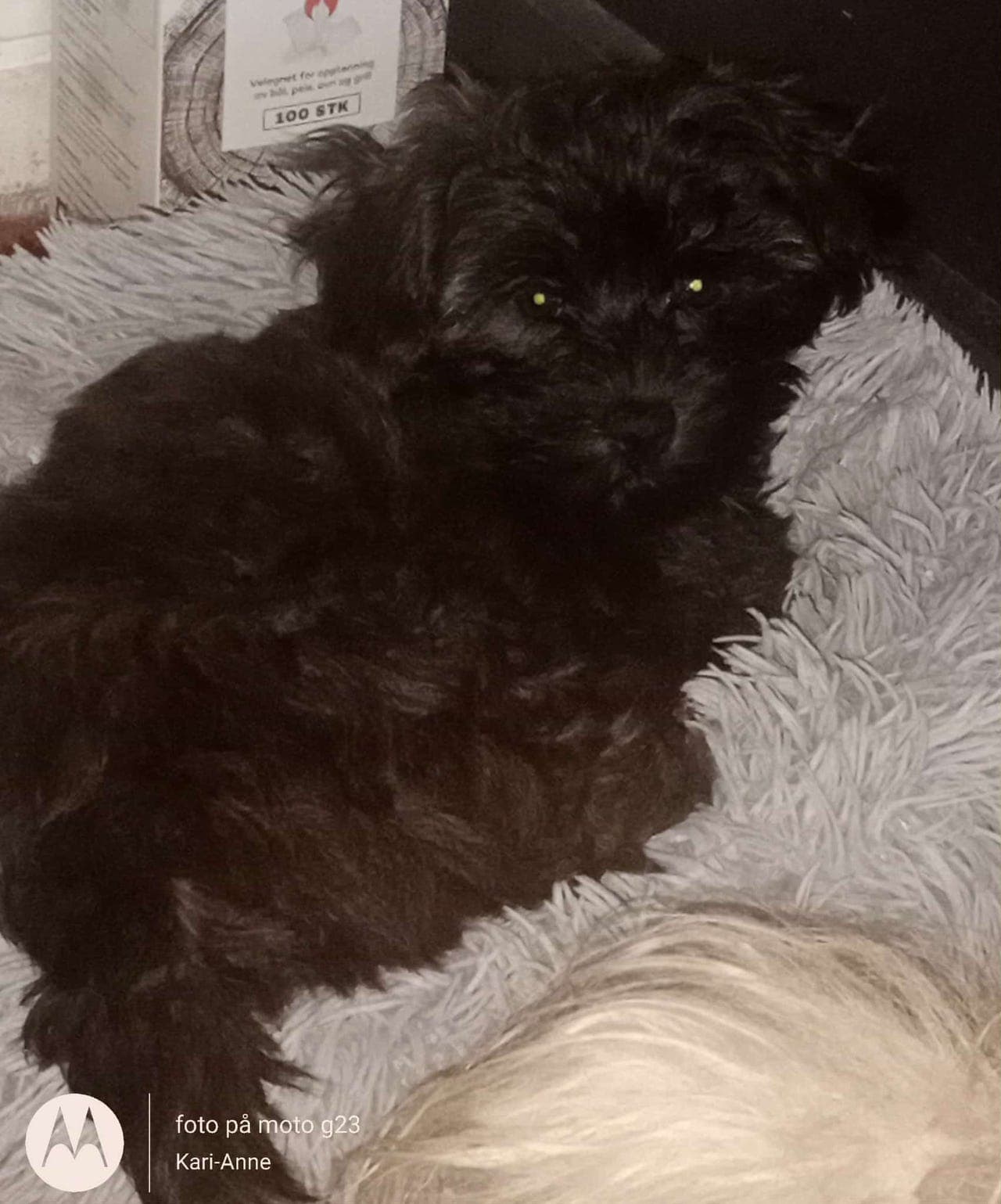 NKK registrerte Bichon Havanais