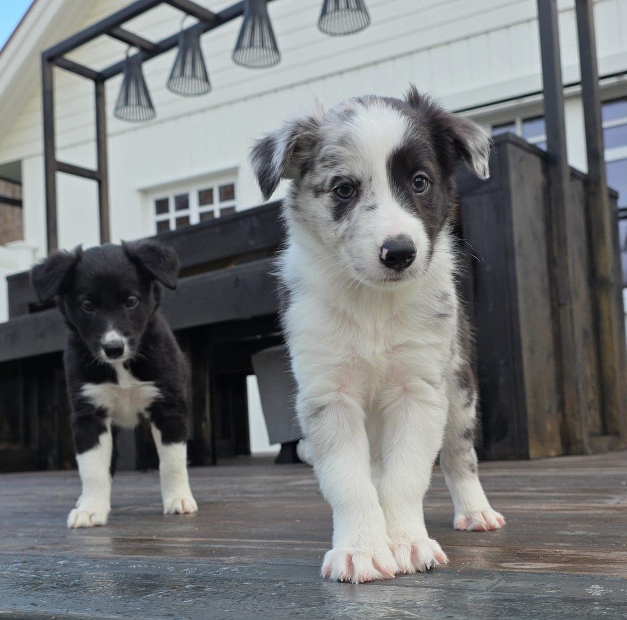 Nydelige Border Collie valper