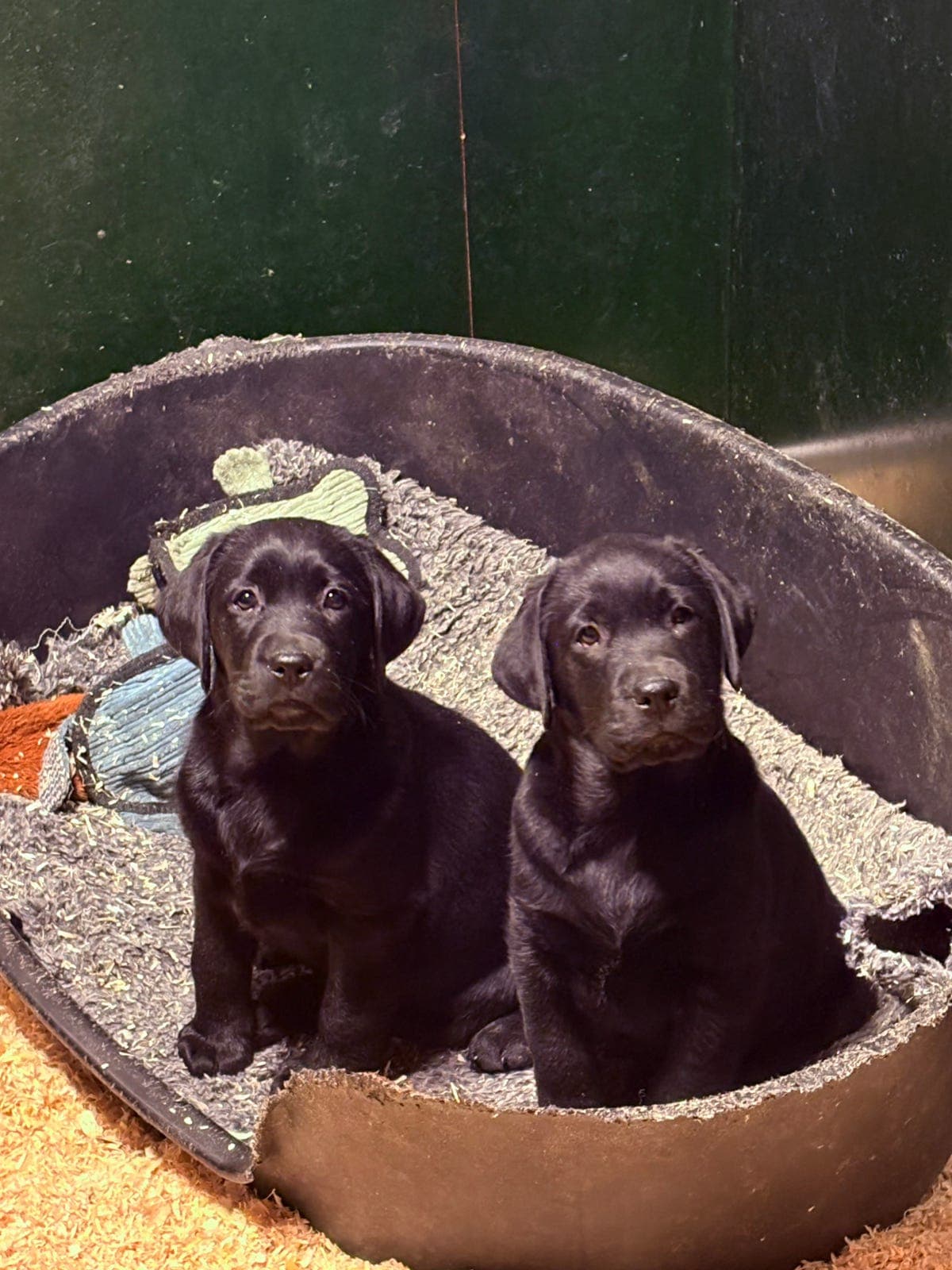 Jamboni’s Igor klar for nye eventyr