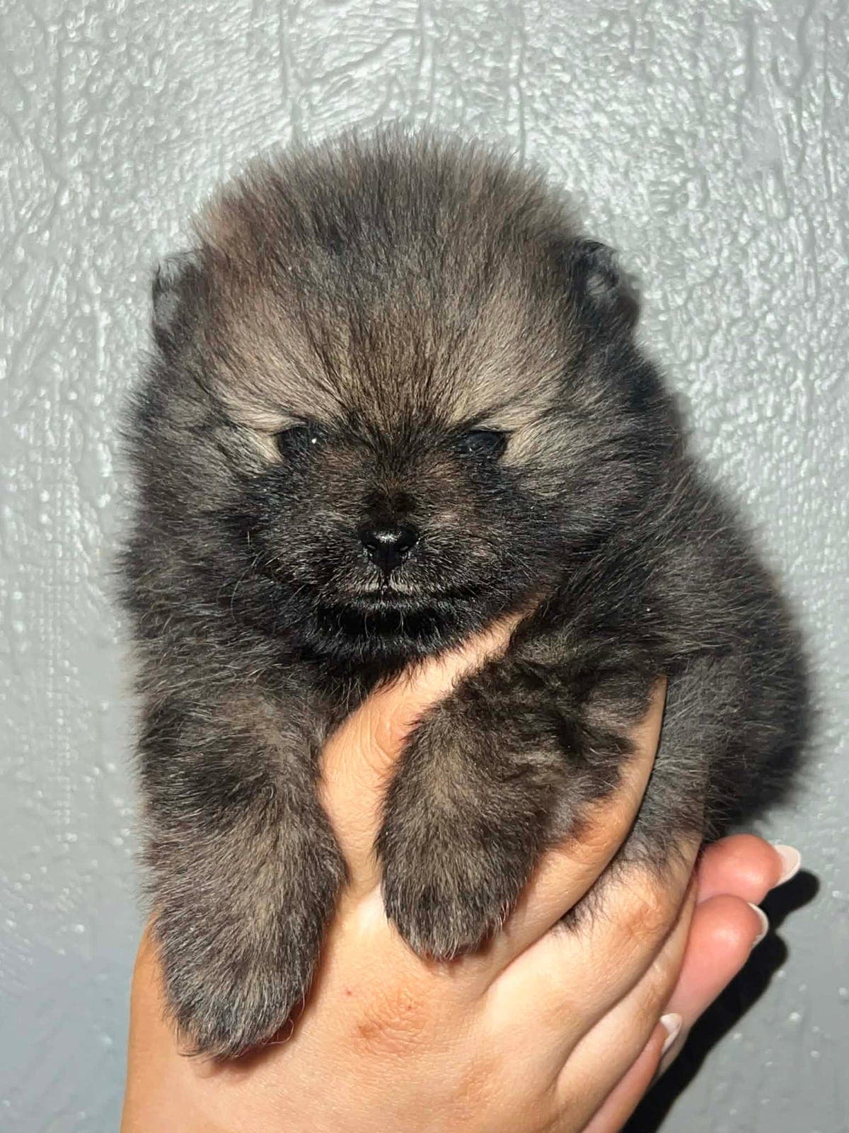 Pomeranian valper