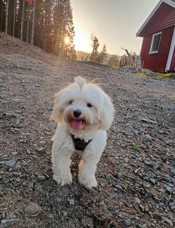 Bichon havanais valper i vente 6 desember 🐾