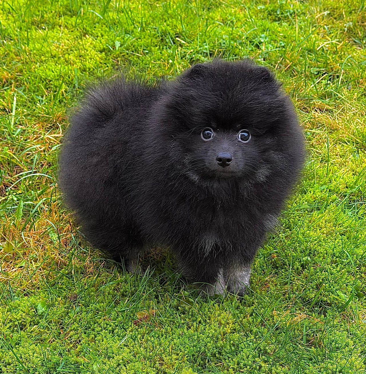 Kleinspitz guttevalp (leveringsklar)