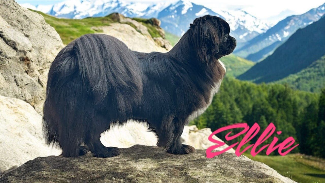 Tibetansk Spaniel Valper