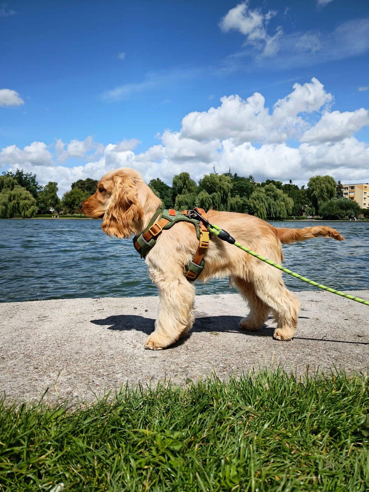 🐾 Søt og snill Engelsk Cocker Spaniel vurderes omplassert til rett hjem 🐾