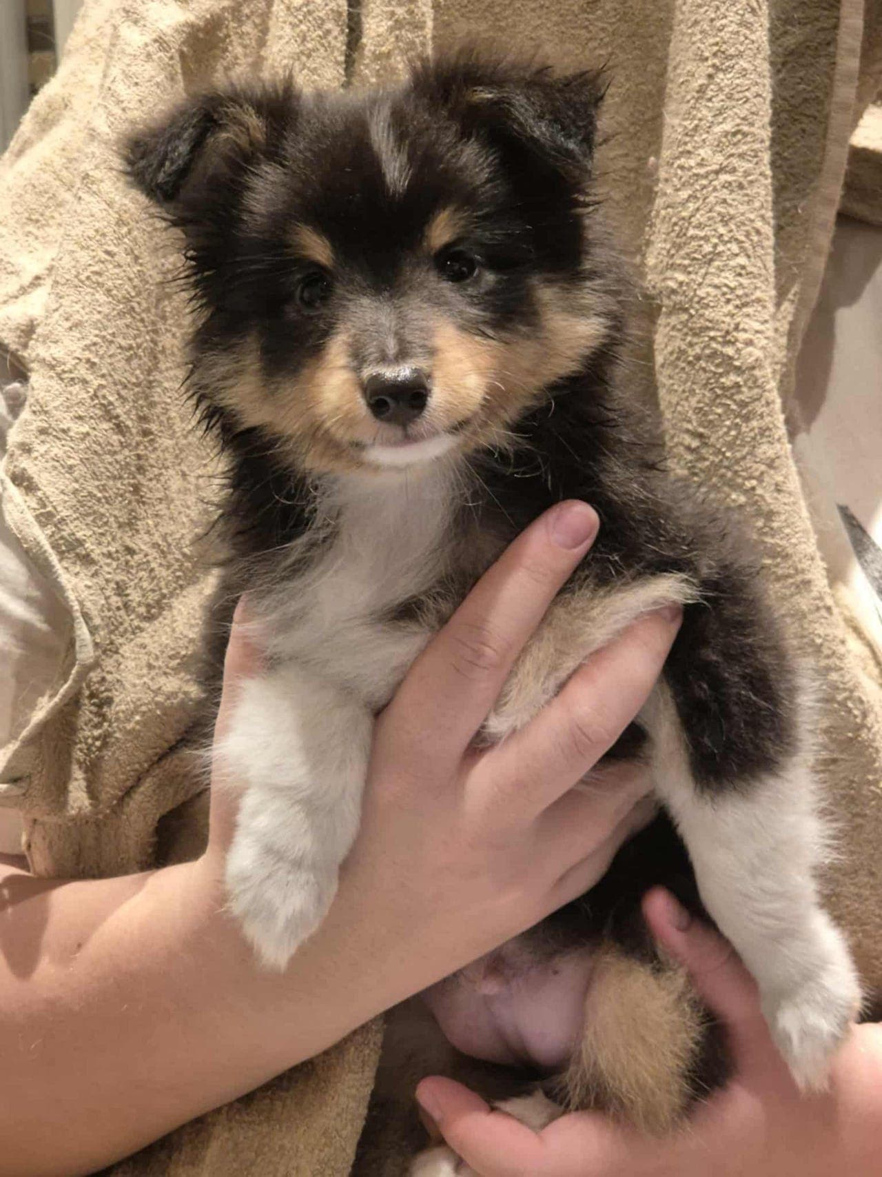 Shetland Sheepdogvalp selges