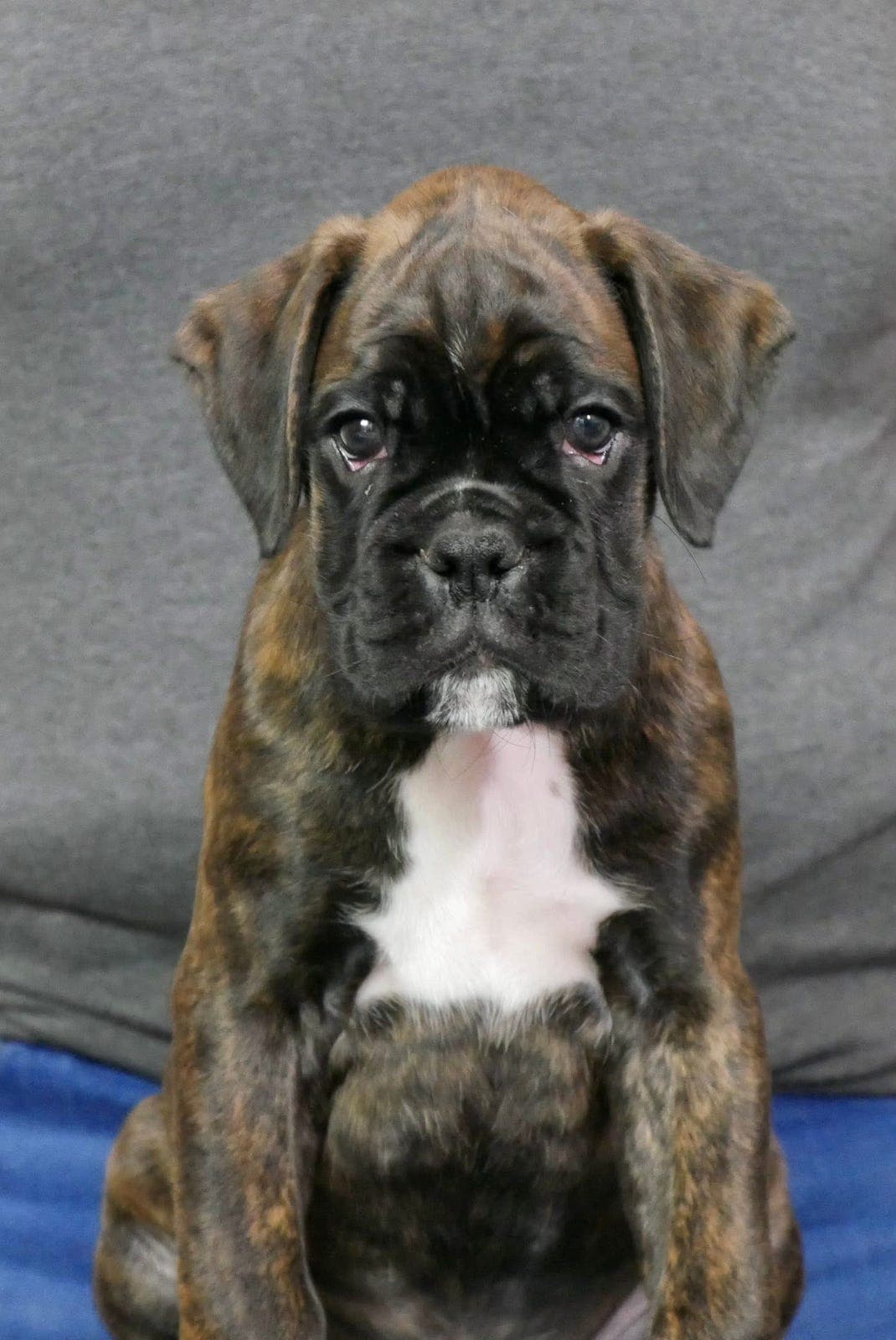 Vi venter spennende boxer kull❤️
