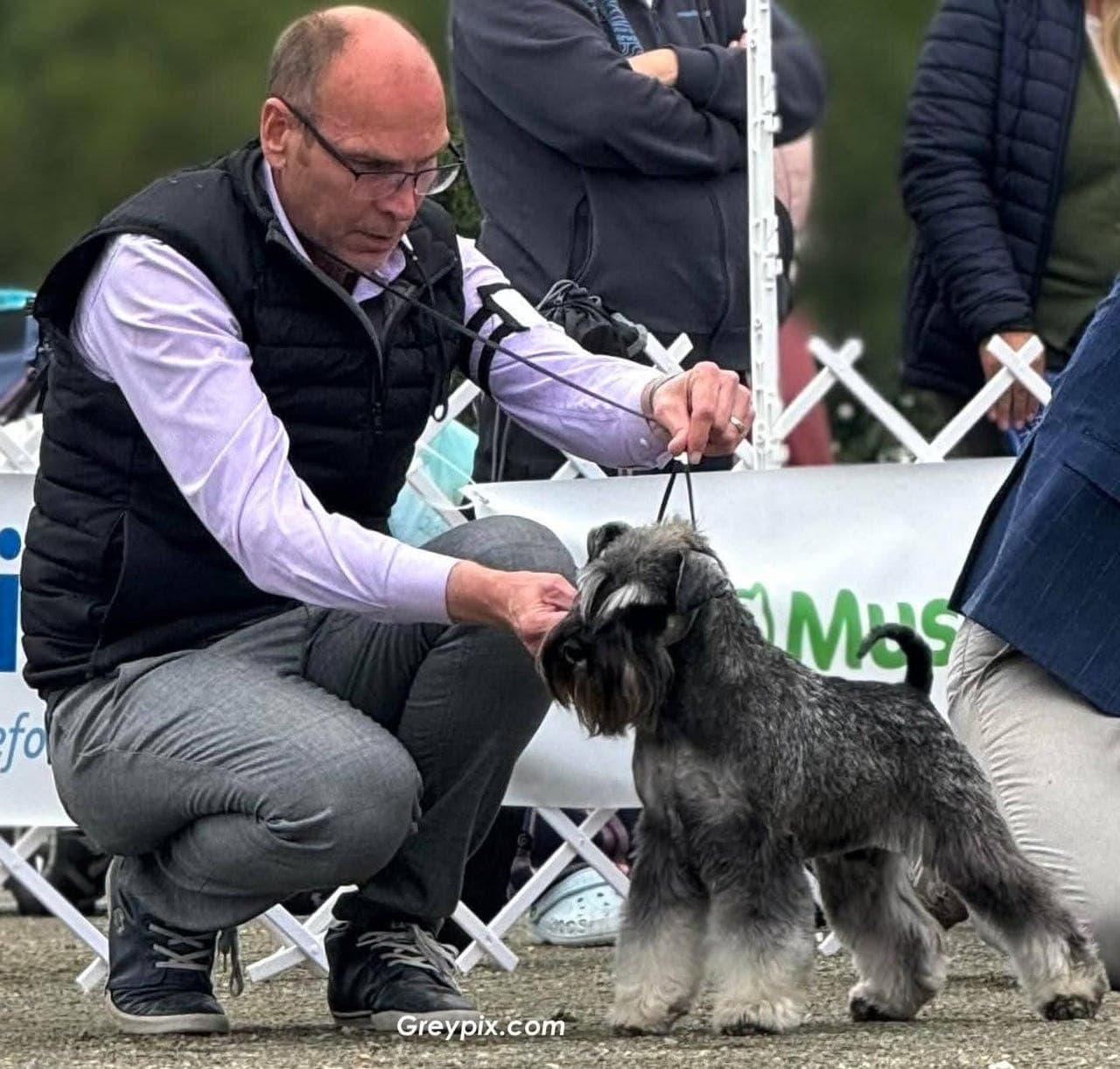 Dvergschnauzer salt/pepper tispevalp