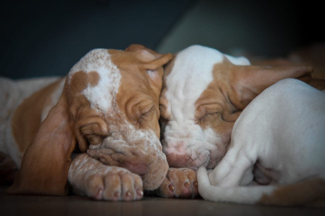 9 Lovende Bracco Italiano valper