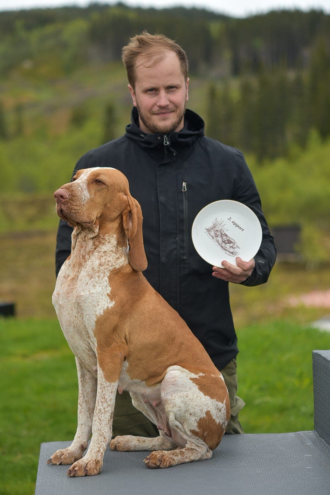 Lovende Bracco Italiano valper