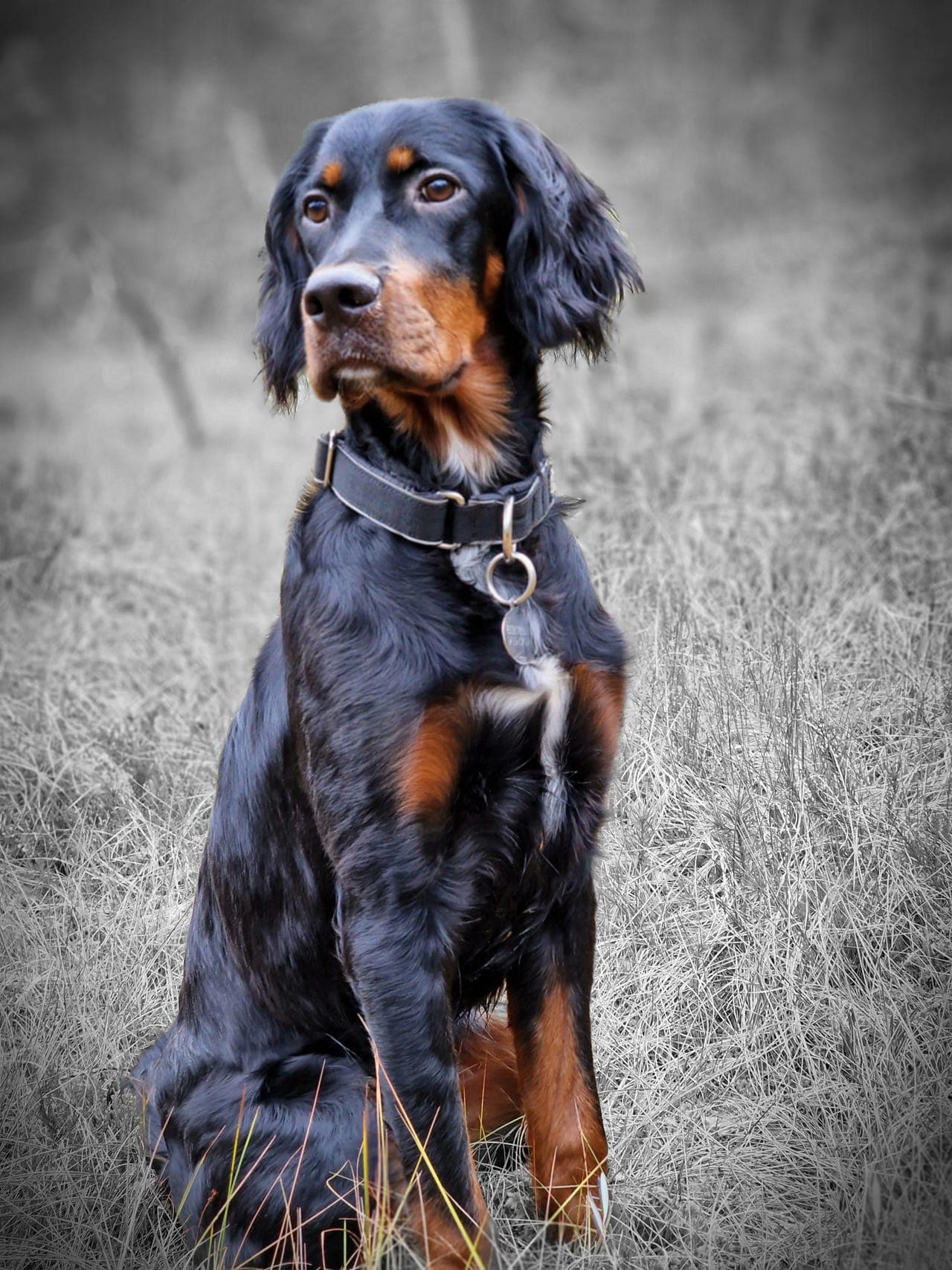 GORDONSETTER VALPER 2 TISPER TRICO LEDIGE!