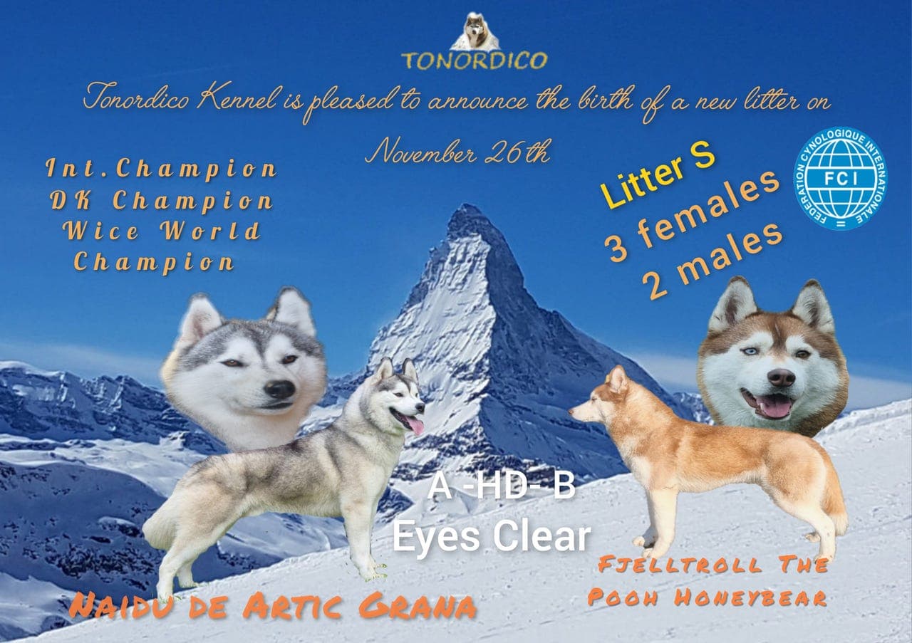 Siberian Husky Valper