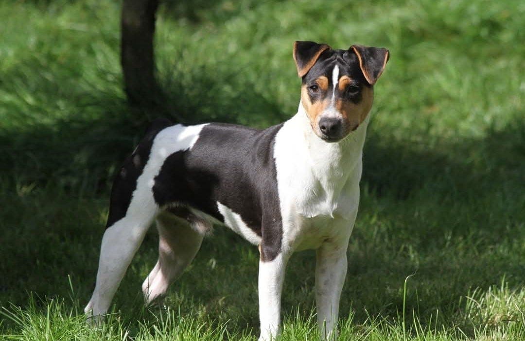 Terrier brasileiro hann settes ut på foravtale
