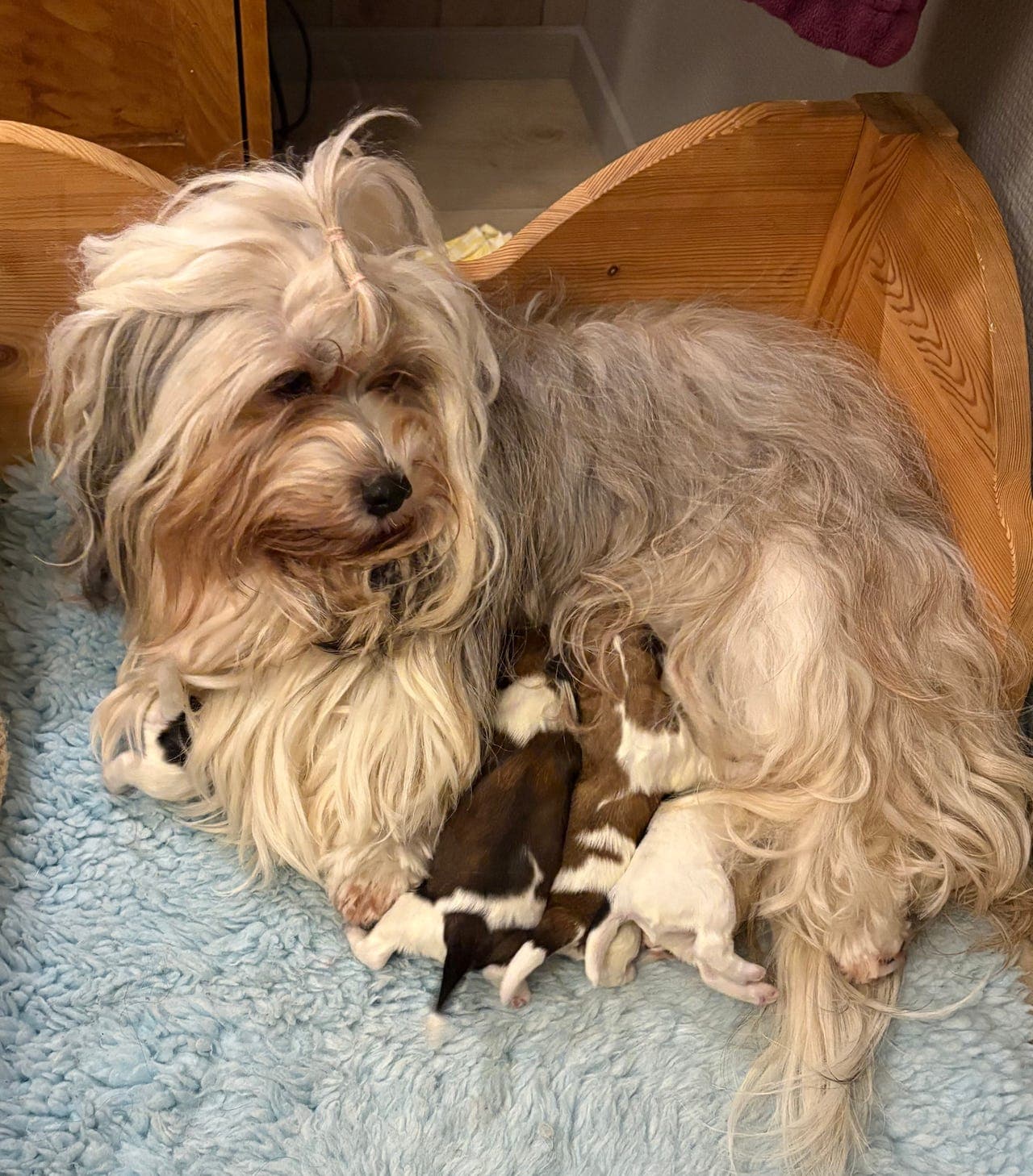 Bichon havanais valper