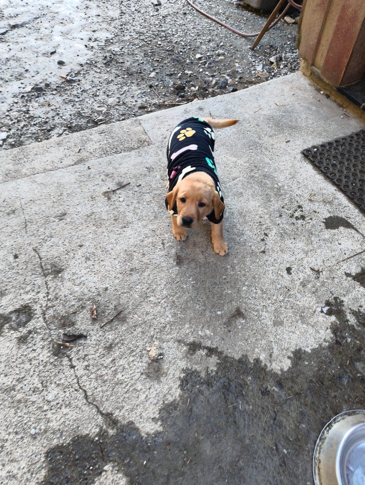 Nydelig labrador retriever valper