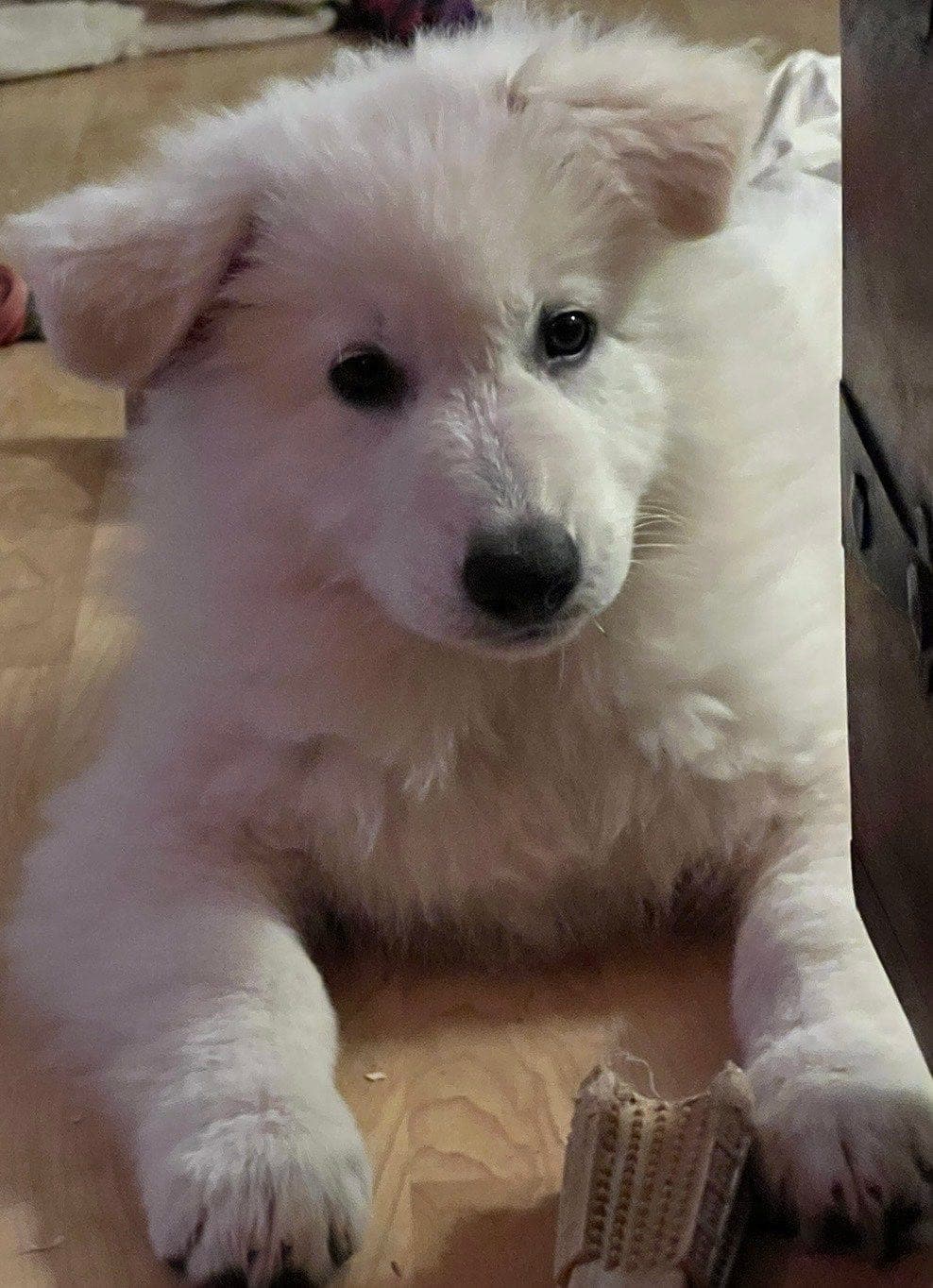 Nydelige Hvit gjeterhundvalper selges