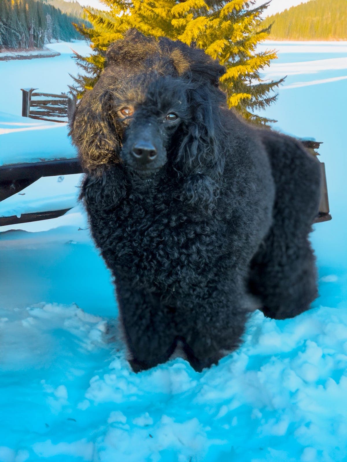 dvergpuddel tispe settes på for