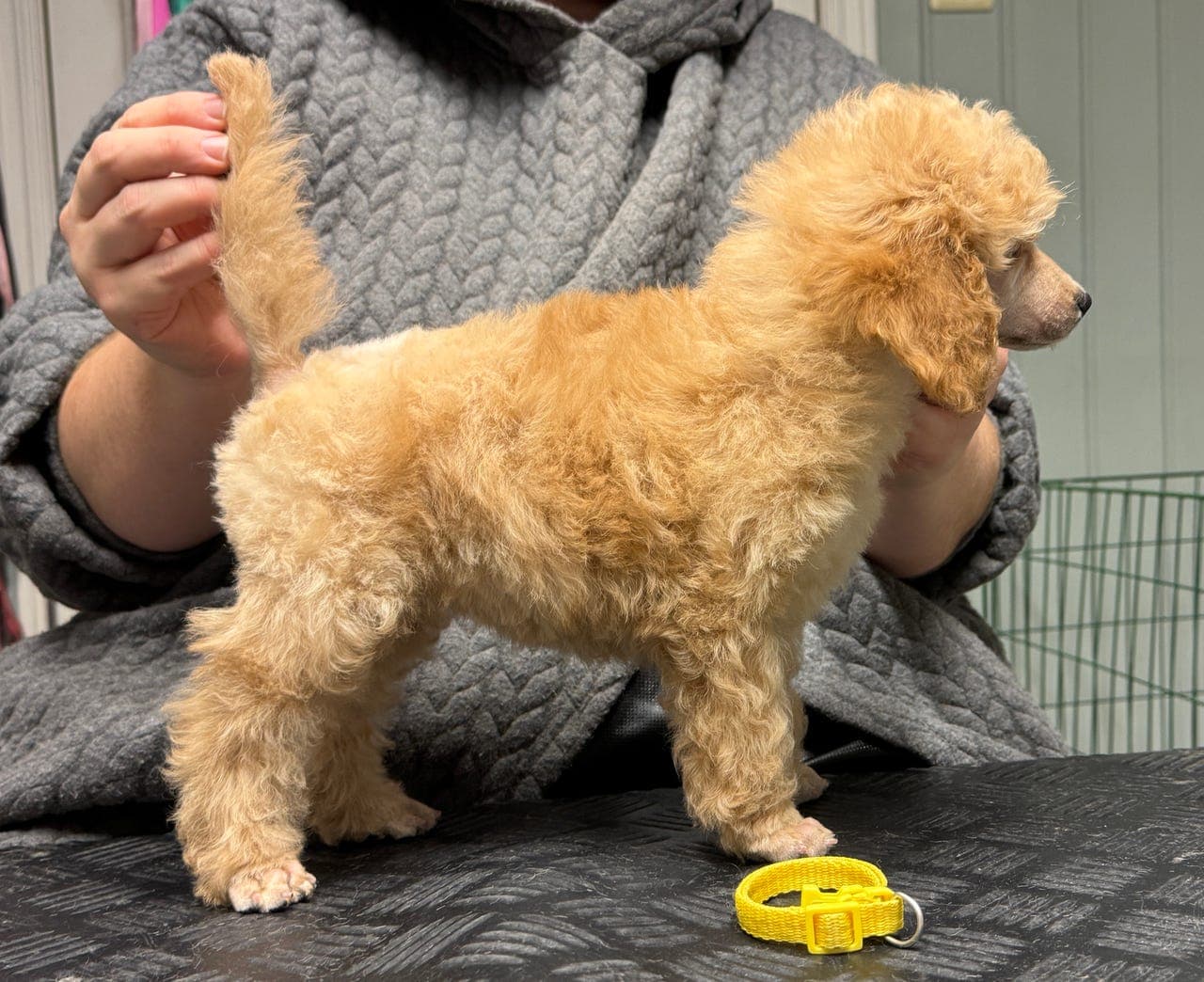 Fawn/Aprikos mellompuddel tispe