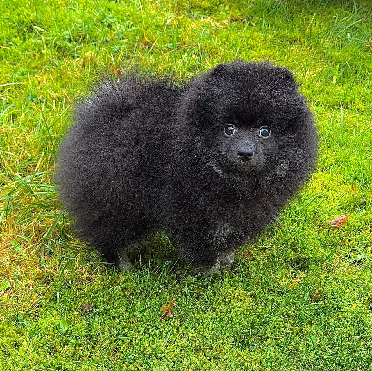 Kleinspitz guttevalp (leveringsklar)