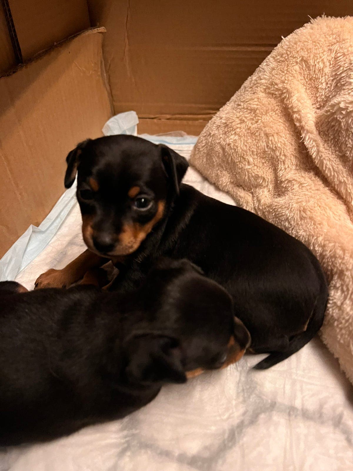 Prazsky Krysarik valper