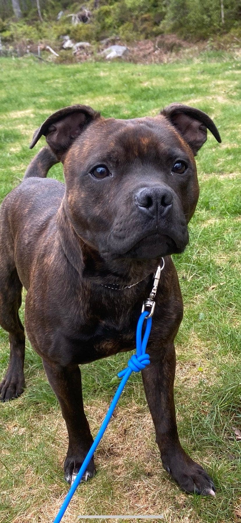 Staffordshire bull terrier