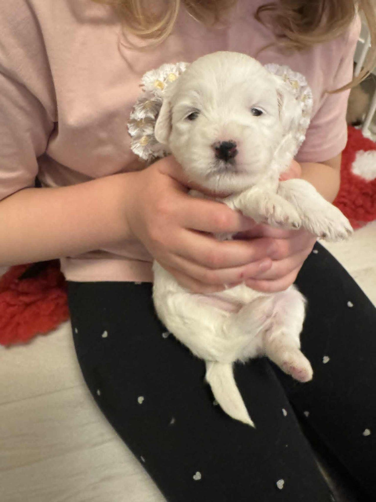 Tibetansk terrier valper