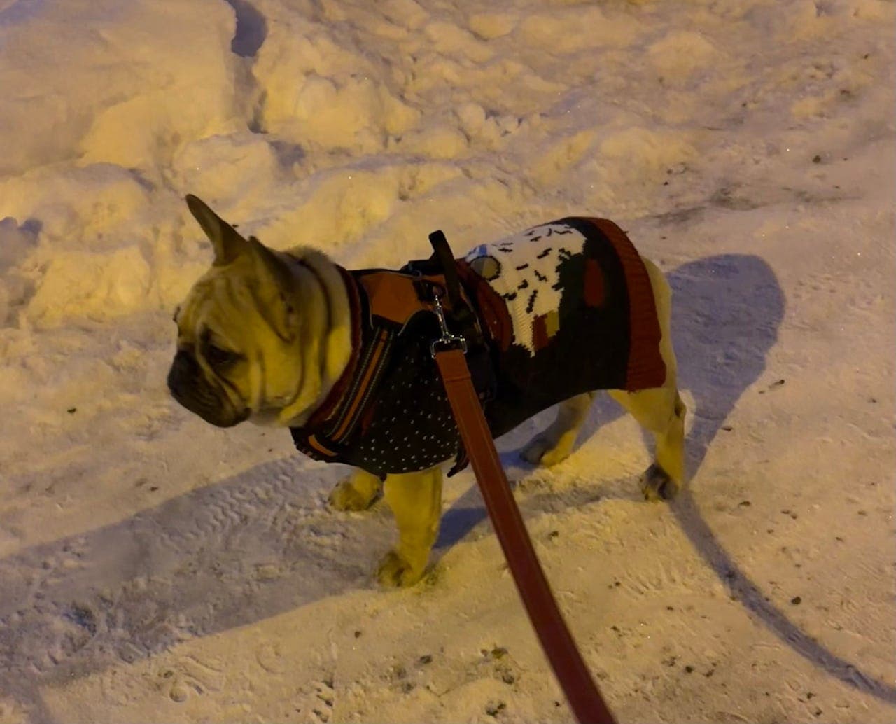 Nydelig Fransk Bulldog tispe til salgs