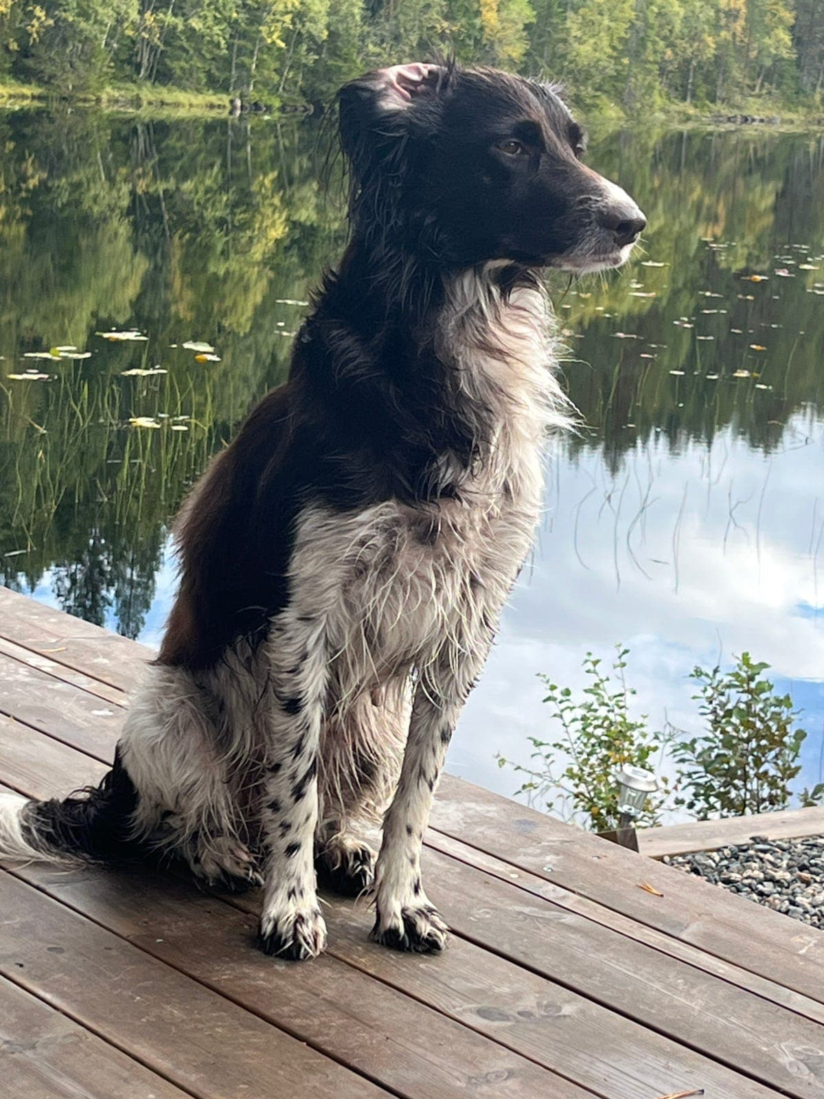 Kleiner munsterlander kull på gang