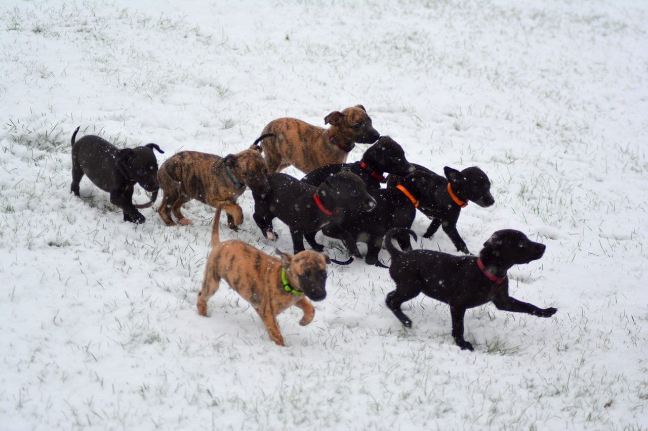 Whippet valper fra Kennel Tordenpoter