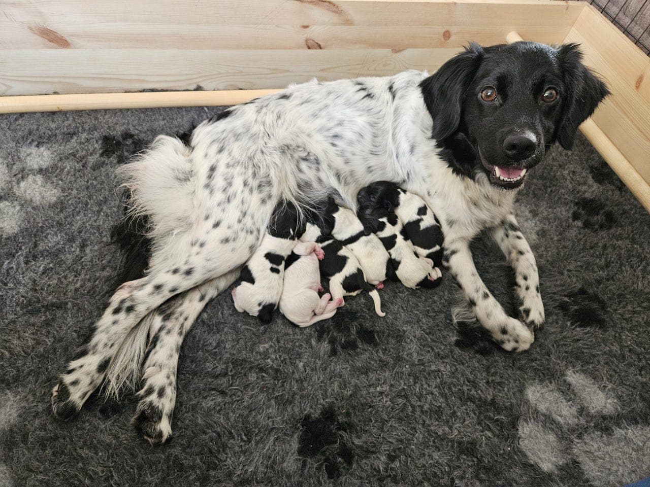 3 tisper ledig - Stabijhoun (frisisk pointer) valper etter premierte foreldre