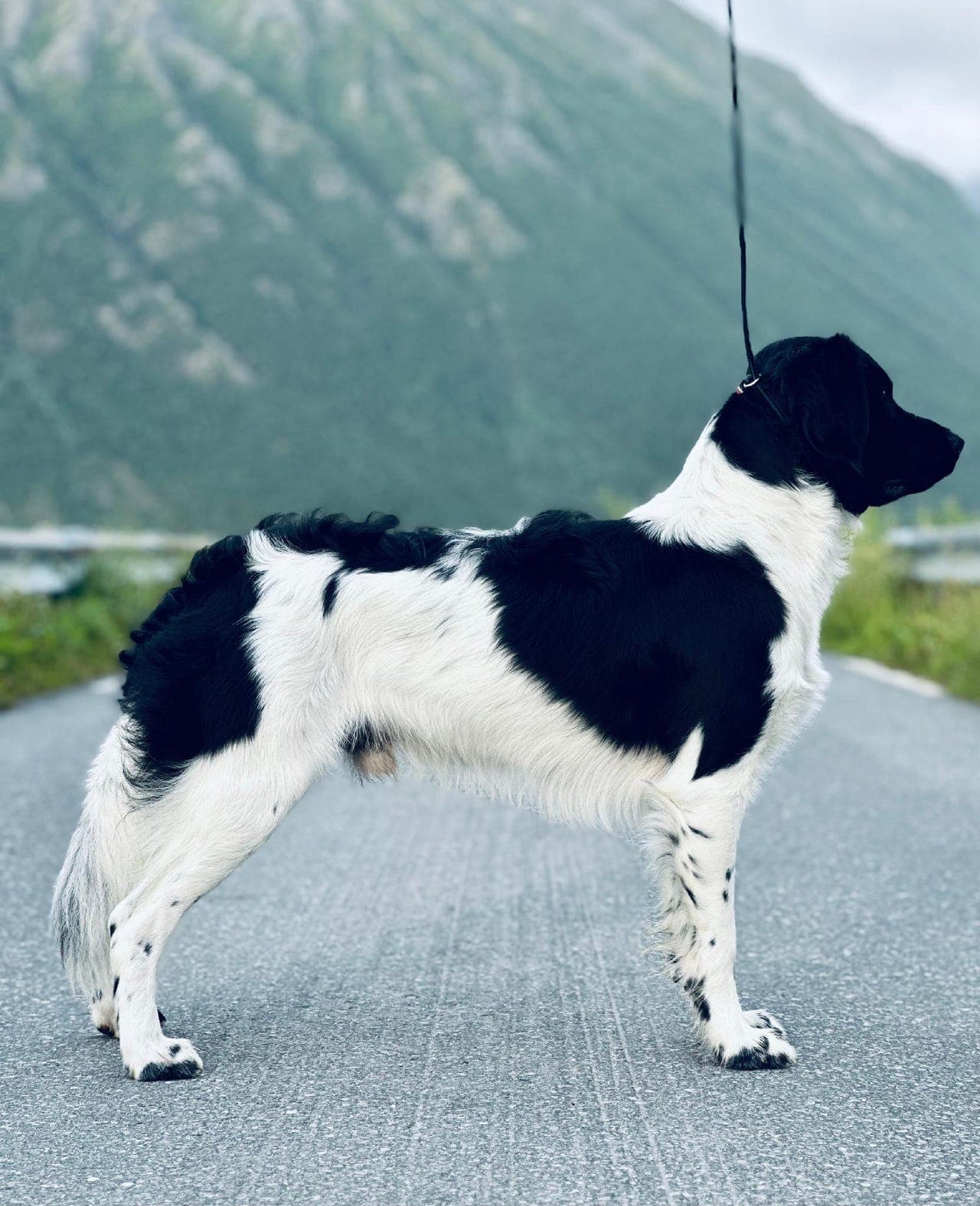 Stabijhoun (frisisk pointer) valper etter premierte foreldre