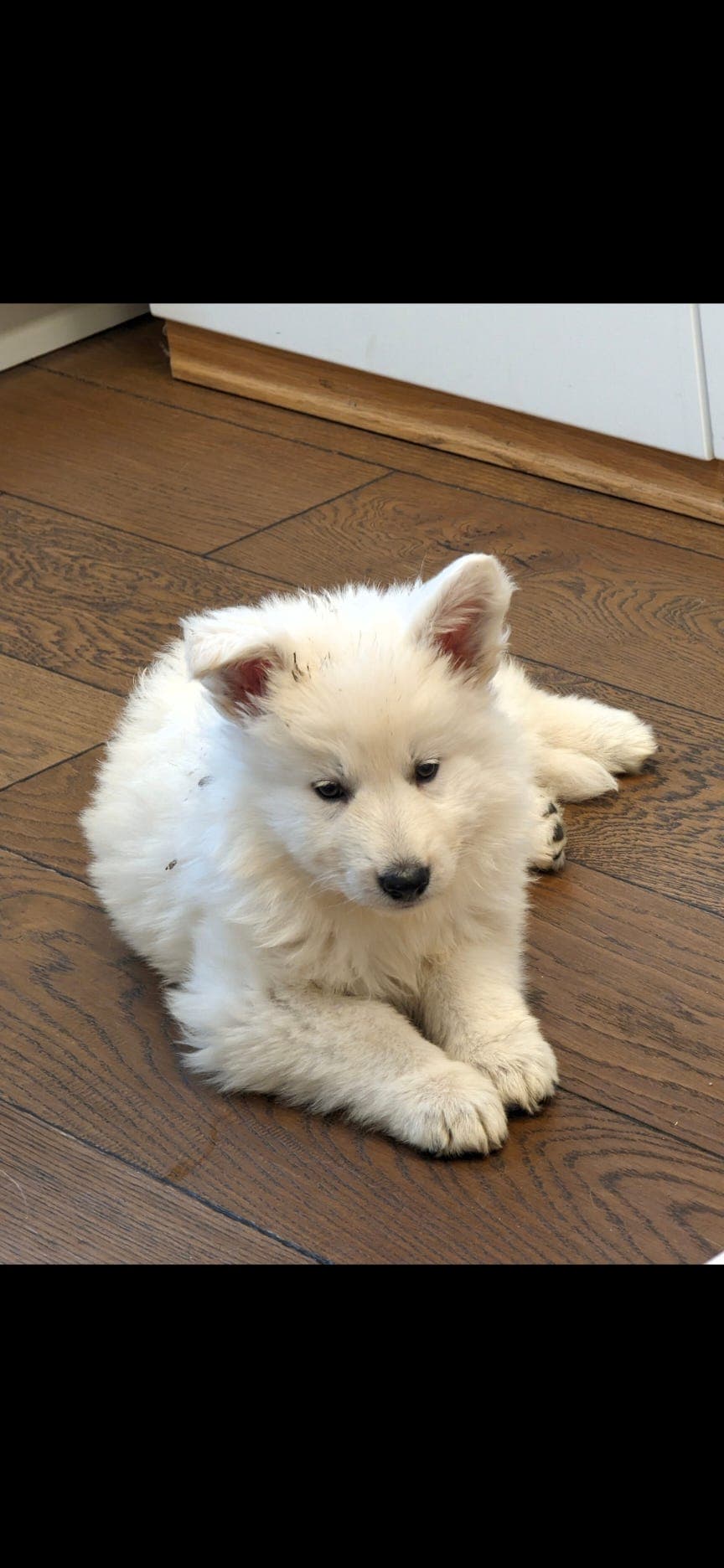 Hvit gjeterhund tispe