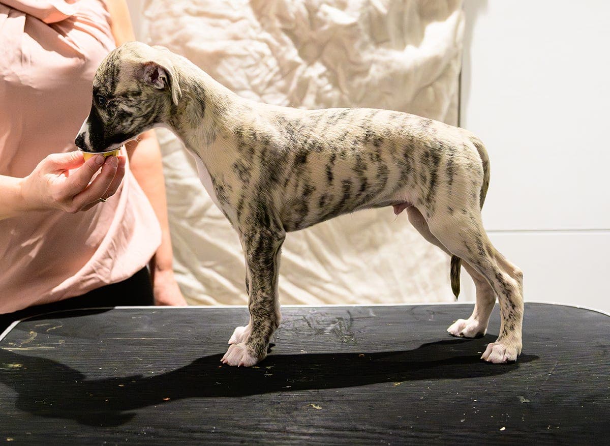 Anori whippet Valp Hann