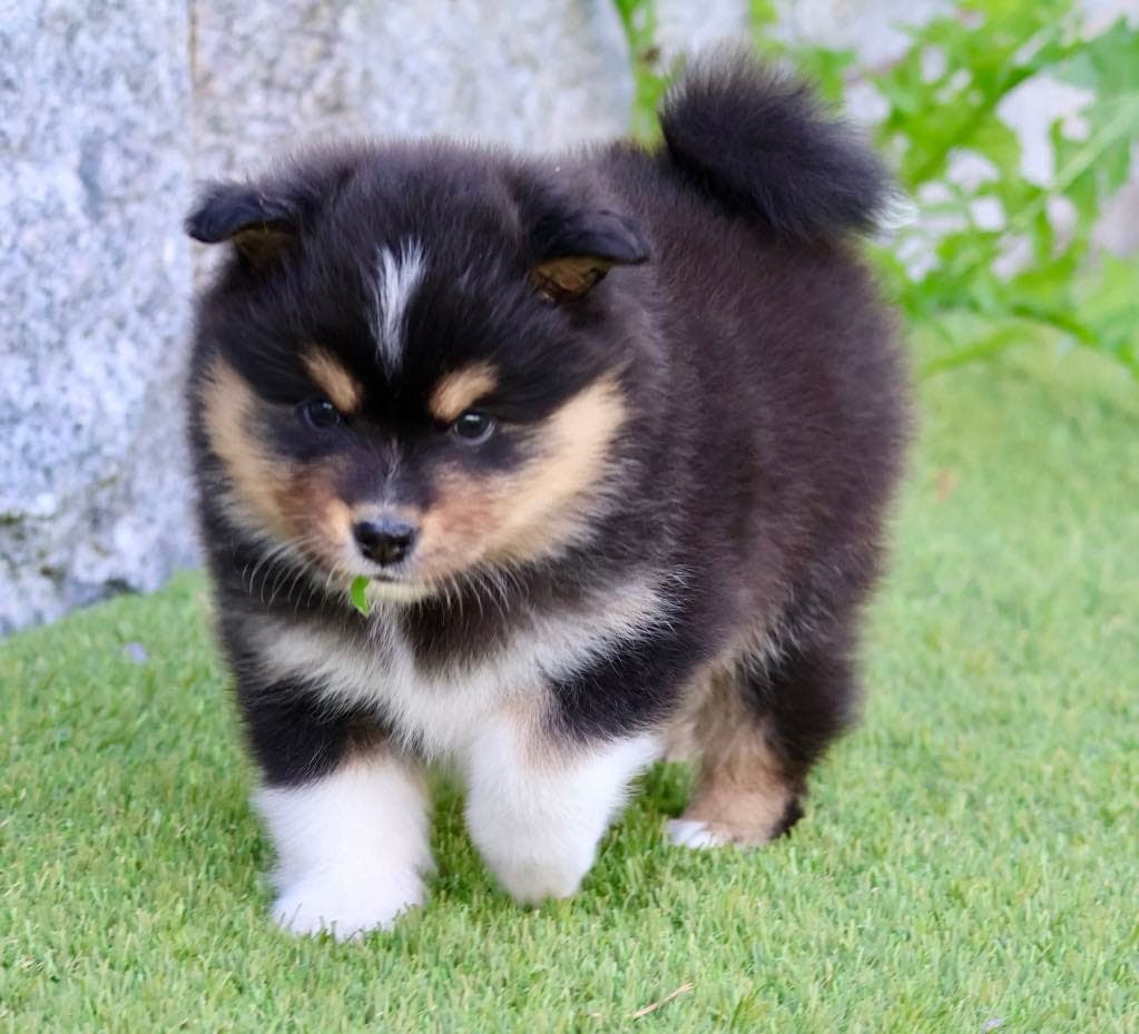 Finsk lapphund forvert/valper