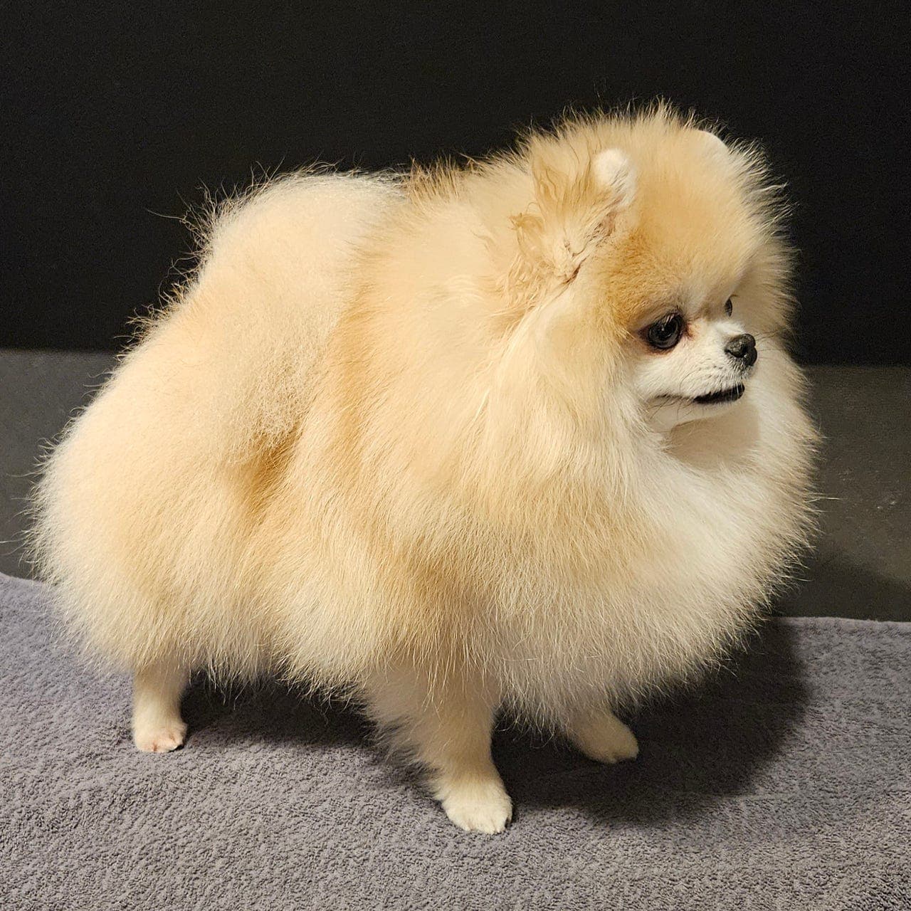 Pomeranian tispe vurderes omplassert. Rogaland