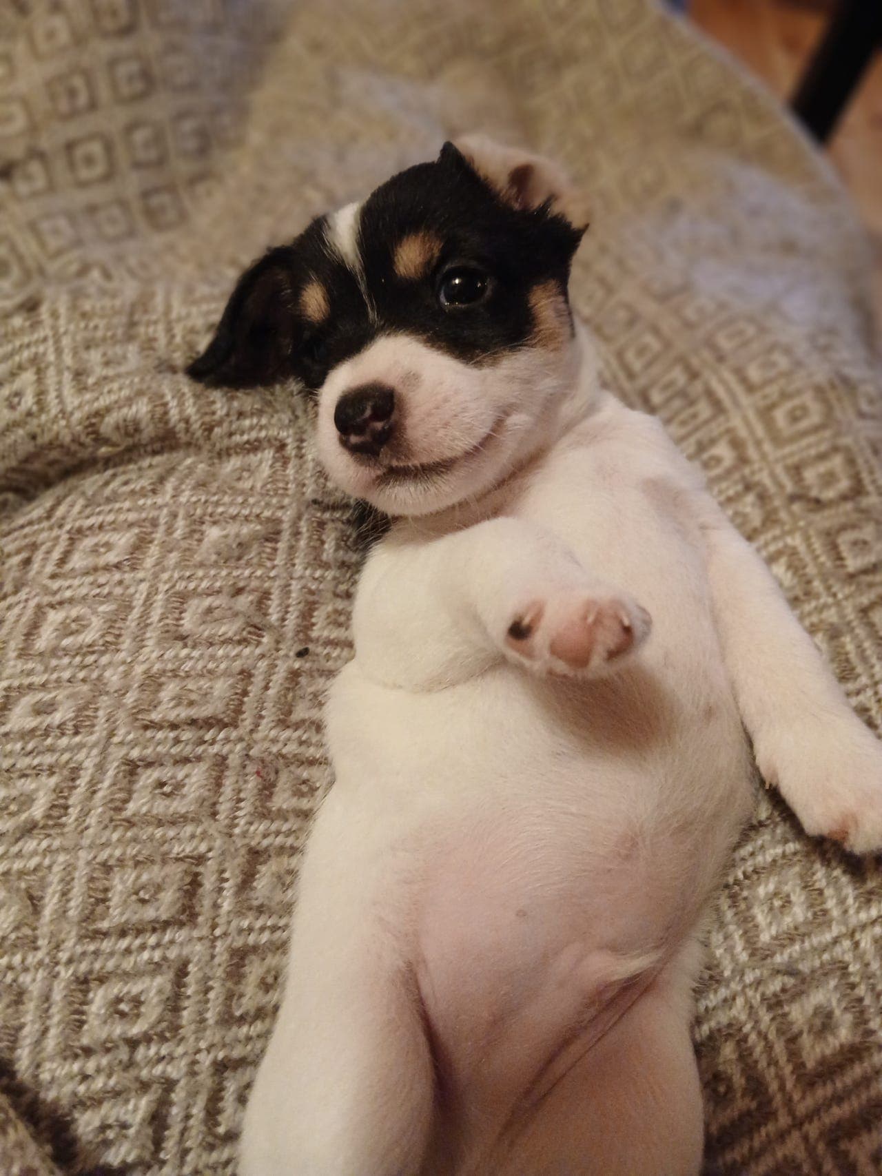 Nydelig Parson terrier hann valp.  nkk registrert