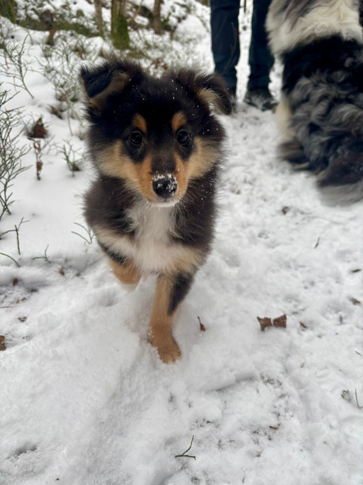 Shetland sheepdog valper (Sheltie)