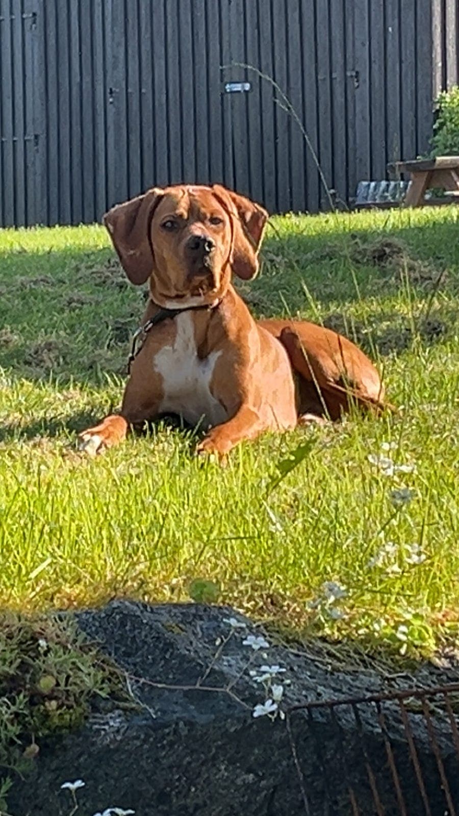 Omplassering Pointer tispe