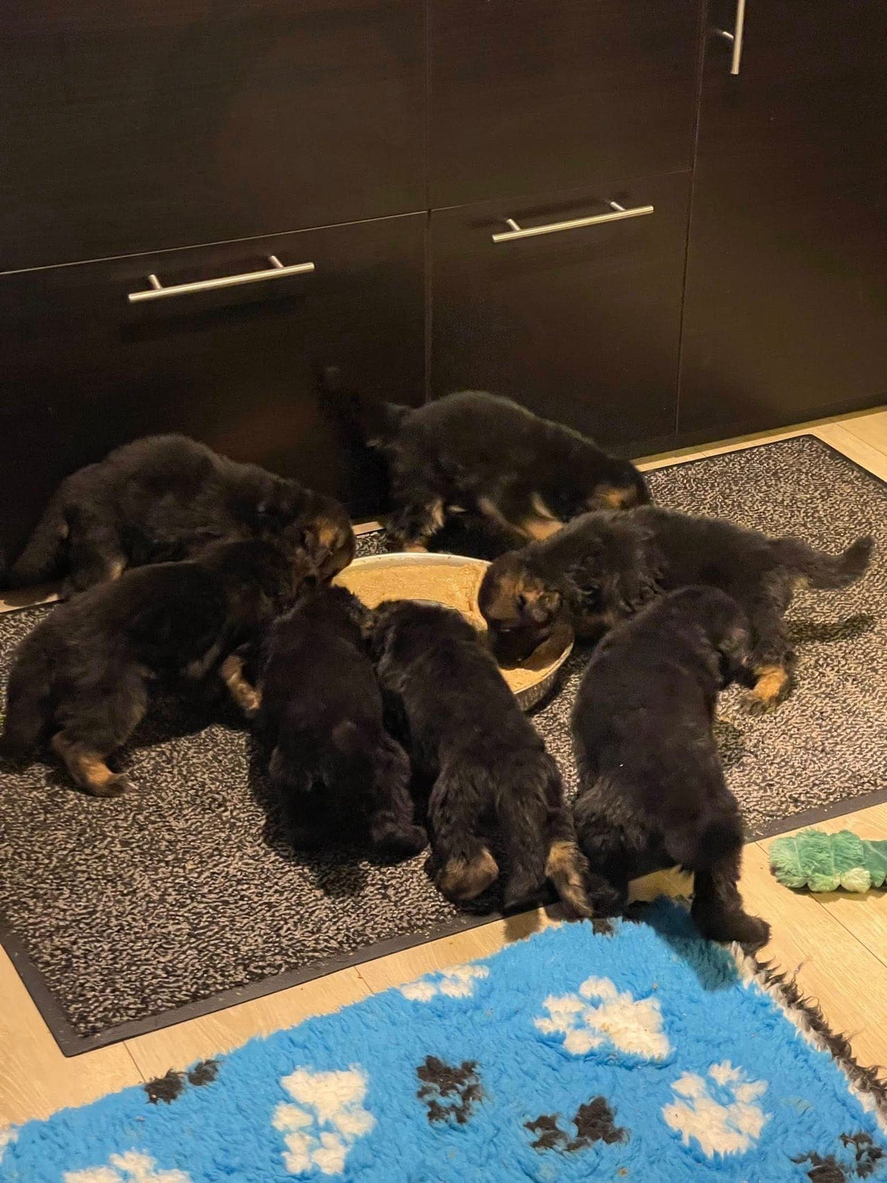 Langhåret schæfervalper