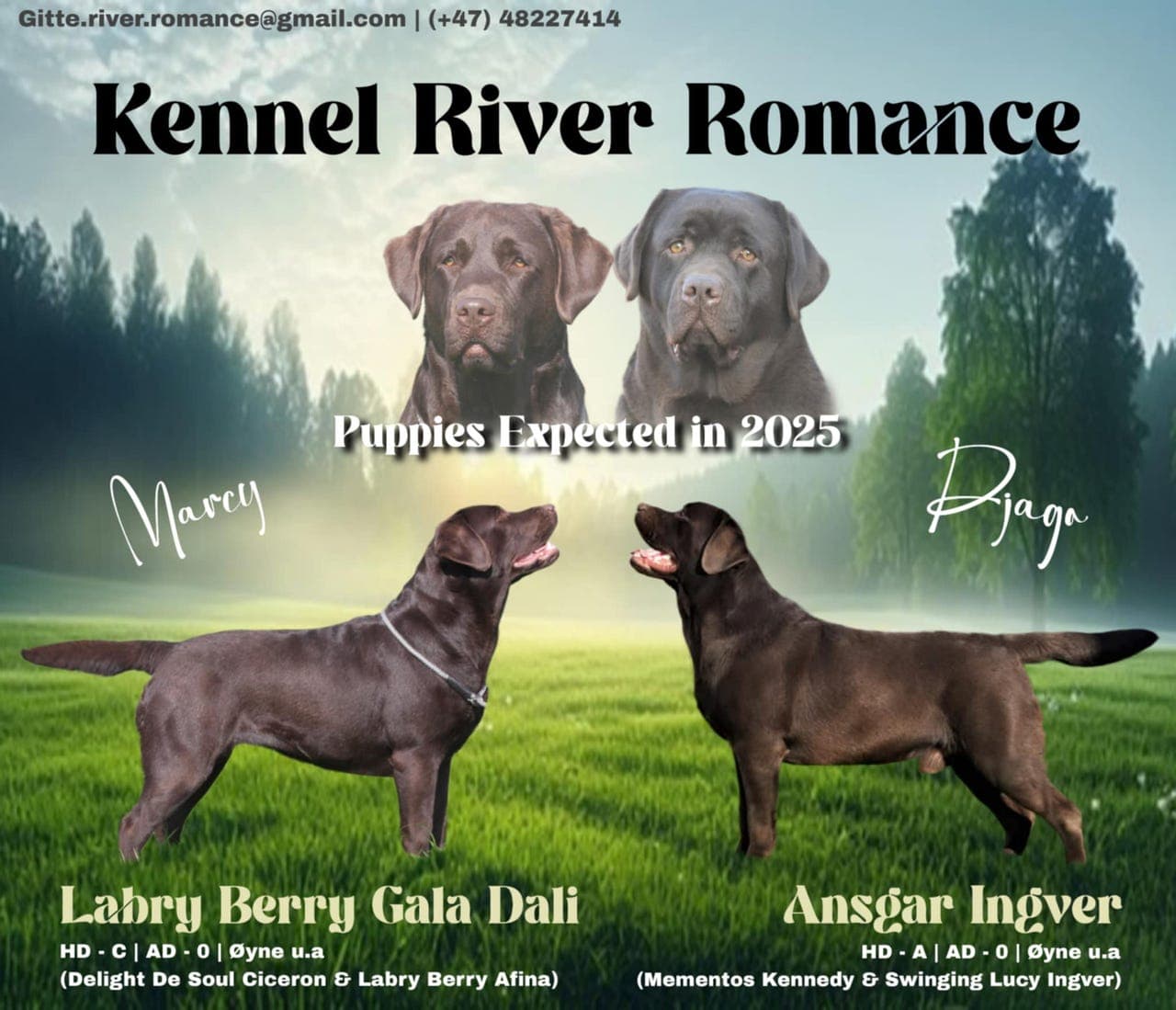 Labrador Retriever. Nkk registrerte. 1 hann ledig