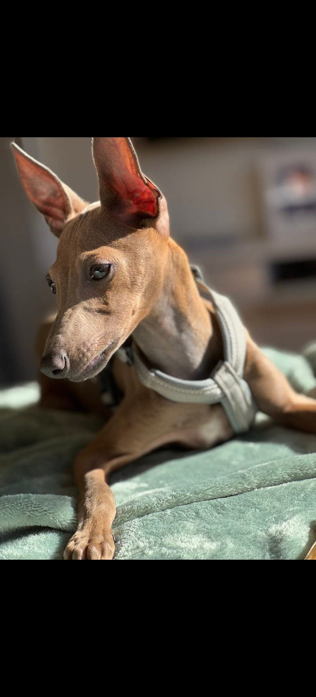 Italiensk mynde valper